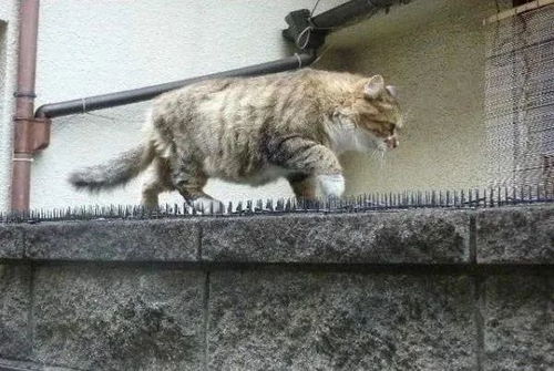爱与勇气的见证,上海虹桥站众人合力砸墙救小奶猫 爱与勇气的见证,上海虹桥站众人合力砸墙救小奶猫